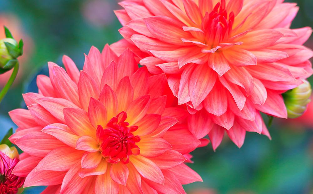 【ギフトカード】ダリアコース 16,500円(税込)