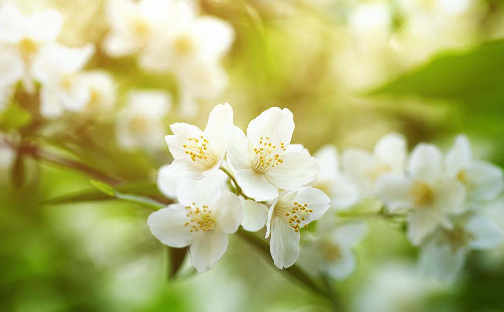 【ギフトカード】ジャスミンコース 27,500円(税込)