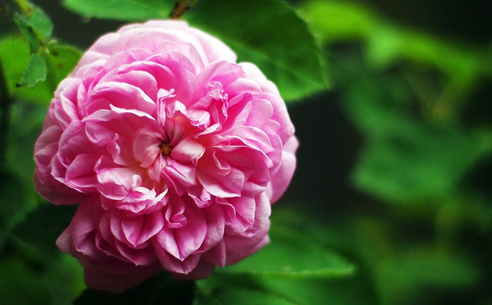 【ギフトカード】ダマスクローズコース 22,000円(税込)